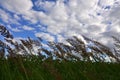 A lot of stems from green reeds grow from the river water under the cloudy blue sky. Unmatched reeds with long stem