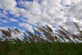 A lot of stems from green reeds grow from the river water under the cloudy blue sky. Unmatched reeds with long stem Royalty Free Stock Photo