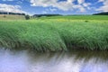 A lot of stems from green reeds grow from the river water under the cloudy blue sky. Unmatched reeds with long stem