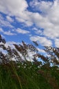 A lot of stems from green reeds grow from the river water under the cloudy blue sky. Unmatched reeds with long stem Royalty Free Stock Photo