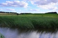 A lot of stems from green reeds grow from the river water under the cloudy blue sky. Unmatched reeds with long stem Royalty Free Stock Photo