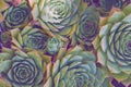 Succulents aeonium, close-up