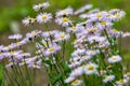 A lot of summer white with purple wildflowers of the Aster flowers family like daisies on a blurred green background. Royalty Free Stock Photo