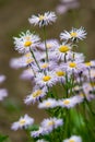 A lot of summer white with purple wildflowers of the Aster flowers family like daisies on a blurred green background. Vertical fra Royalty Free Stock Photo