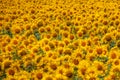 A lot of sunflowers ripen in the field farming of sunflower