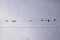A lot of swallows perched on a pair of electrical wires