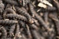 A lot of swarming worms in ground Royalty Free Stock Photo