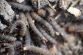 A lot of swarming worms in ground Royalty Free Stock Photo