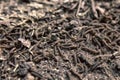 A lot of swarming worms in ground Royalty Free Stock Photo
