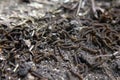 A lot of swarming worms in ground Royalty Free Stock Photo