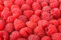 A lot of sweet red raspberries.