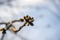 Lot of swollen cherry buds at end of the branch. Early spring. Beginning of juice movement. Preparing buds for budding.