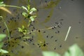 A lot of tadpoles of water frogs with green plants on a lake