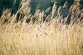 Tall dry grass sways in the wind