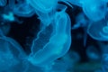 A lot of transparent light blue jellyfish on a black background Royalty Free Stock Photo