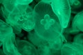 A lot of transparent green jellyfish on a black background Royalty Free Stock Photo