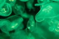A lot of transparent green yellow  jellyfish on a black background Royalty Free Stock Photo