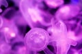 A lot of transparent violet / purple  jellyfish on a black background Royalty Free Stock Photo