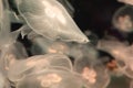 A lot of transparent  jellyfish on a black background Royalty Free Stock Photo