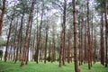 A Lot of tree in park on national park Phu hin rong kla pitsanulok