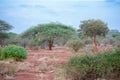 A lot of trees in Kenya, safari, scenery of savannah