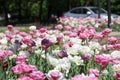 Lot of tulips in the city flower bed Royalty Free Stock Photo