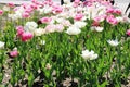 A lot of tulips in pink and white color. tulips in the city flower bed Royalty Free Stock Photo