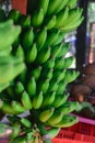 A lot of unripe and green banana bundles hanging in local fruit market in Indonesia