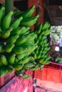 A lot of unripe and green banana bundles hanging in local fruit market in Indonesia