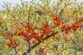 A lot of useful berries of sea buckthorn on a bush with green leaves Royalty Free Stock Photo
