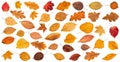 Lot Of Various Dried Autumn Fallen Leaves Isolated