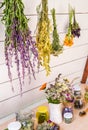 Lot of various herbal medicinal plants gathered and drying in room and dried herbs in glass jars on shelf. Royalty Free Stock Photo