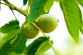 A lot of walnuts on the tree at sunset. Tree of walnuts. Harvesting of nuts Royalty Free Stock Photo