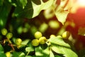 A lot of walnuts on the tree at sunset. Tree of walnuts Royalty Free Stock Photo