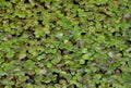 A lot of waterplants on a lake Royalty Free Stock Photo