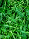 a lot of wet shiny arugula - green background Royalty Free Stock Photo