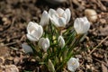 Lot white crocuses Ard Schenk on a natural background of brown forest land Royalty Free Stock Photo