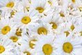 A lot of white daisy flowers in bloom close up decorative background, many chamomile flower texture backdrop, camomiles blossom Royalty Free Stock Photo