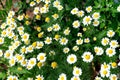 A lot of white field chamomile, Russian birch, sunny summer day Royalty Free Stock Photo