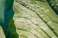 A lot of white flies covered a leaf of a growing white cabbage close-up. Whiteflies on the underside of green cabbage