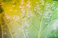 A lot of white flies covered a leaf of a growing white cabbage close-up. Whiteflies on the underside of green cabbage