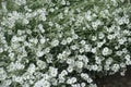 A lot of white flowers of Cerastium tomentosum in May Royalty Free Stock Photo