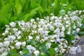 A lot of white flowers violets gloriole in the spring in the garden with another plants Royalty Free Stock Photo