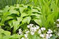 A lot of white flowers of violets gloriole in the spring in the garden next to a flower of the hosta Royalty Free Stock Photo