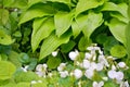 A lot of white flowers of violets gloriole in the spring in the garden next to flower of hosta Royalty Free Stock Photo