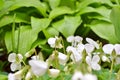 A lot of white flowers of violets gloriole in the spring in the garden next to the flower of hosta Royalty Free Stock Photo