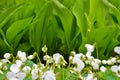 A lot of white flowers of violets gloriole in the spring in the garden next to the lilies Royalty Free Stock Photo