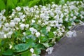 A lot of white flowers violets gloriole in the spring in the garden next to the path Royalty Free Stock Photo