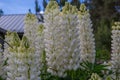 A lot of white lupines field Royalty Free Stock Photo