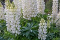 A lot of white lupines field Royalty Free Stock Photo